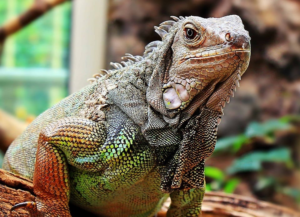 Reptiles