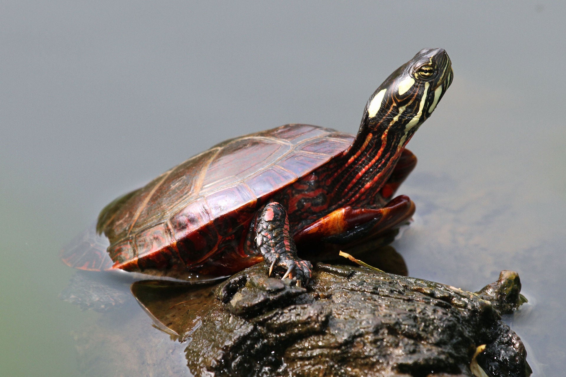 Turtle