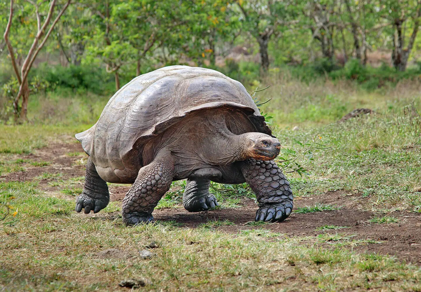 Tortoise