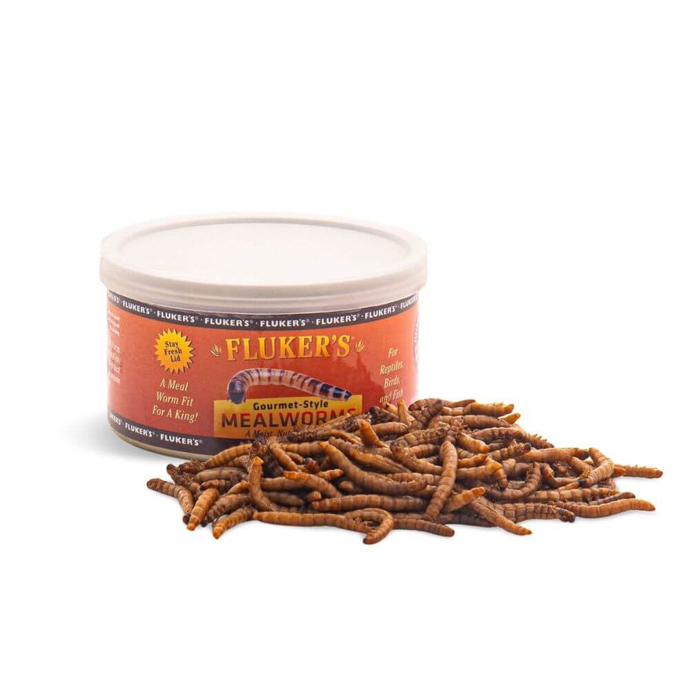 Gourmet Mealworms | Premium Reptile Feeder