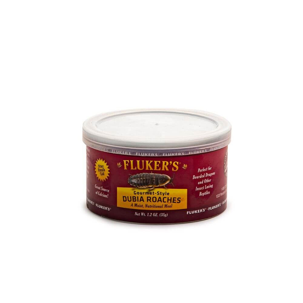 Gourmet Dubia Roaches | Premium Reptile Feeder