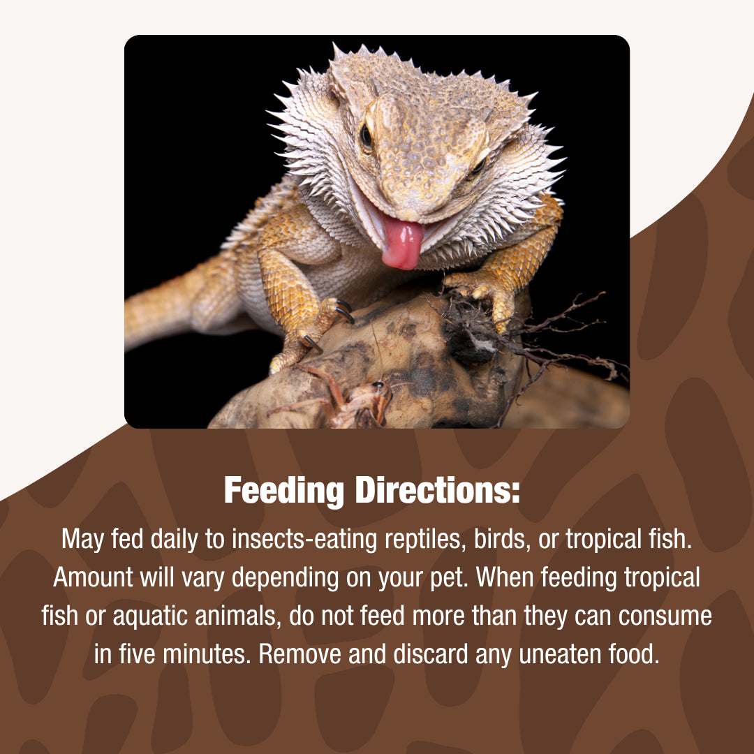 Gourmet Grasshopper | Premium Reptile Feeder