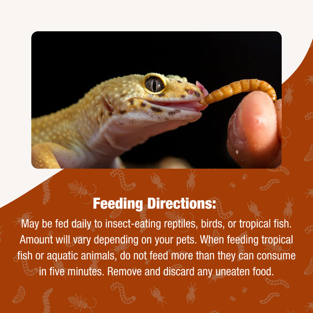 Gourmet Mealworms | Premium Reptile Feeder