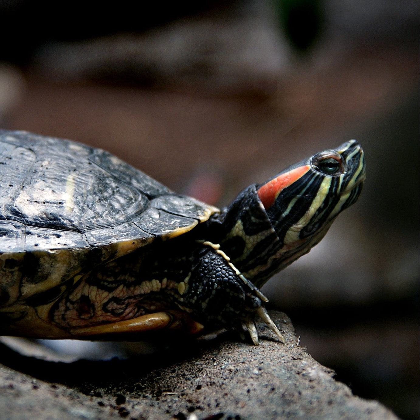 A close-up photograph of a red-eared slider turtle resting on a wet rock, with its head raised and neck showing distinctive red, yellow, and black markings.