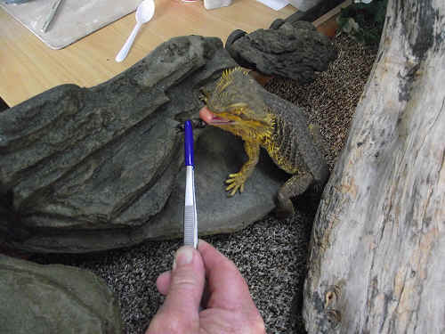 Feeder Tweezer 20cm Rubber Tip | Reptile Feeding Tool
